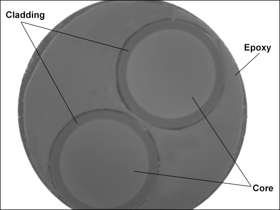 Thorlabs · Bifurcated Fiber Bundles: 2 Fibers