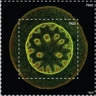 fn40_fn20_comparison_a1-325.