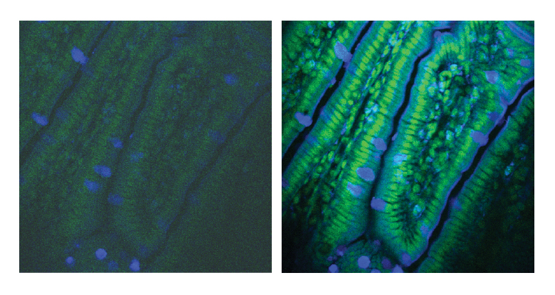 DTB アンバー　ミストグラフ DTB アンバー ミストグラフ DTB アンバー ミストグラフ