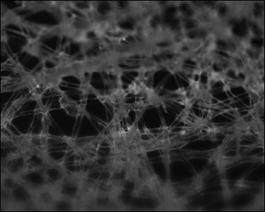 GALLUS カメラ GALLUS カメラ Zeiss ZX1 review | Amateur Photographer