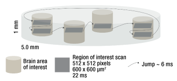 Thorlabs · Multiphoton Mesoscope