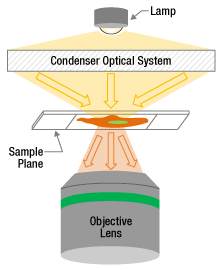 Thorlabs · A Microscope's Condenser Affects Image Resolution