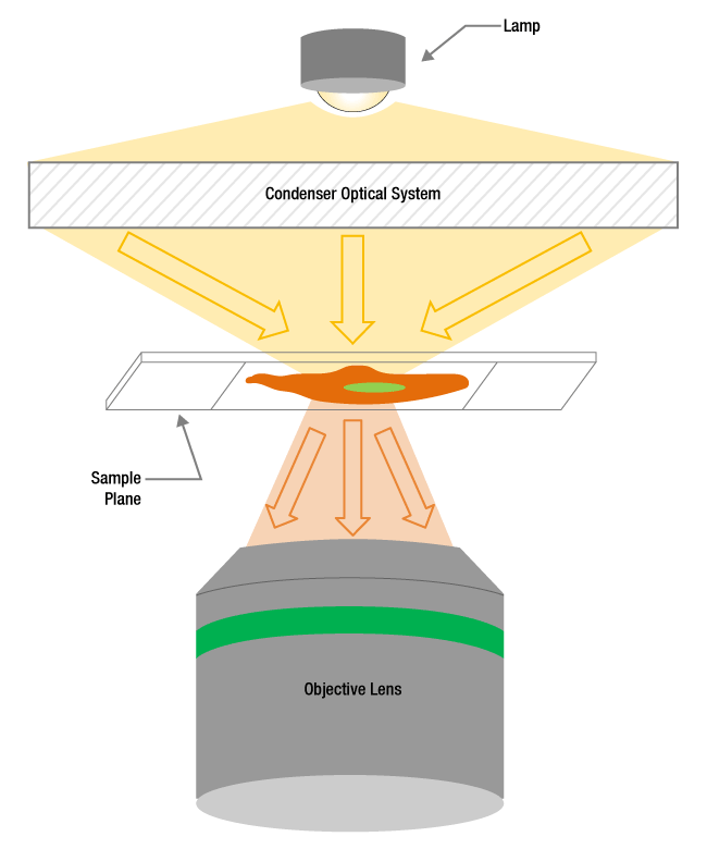 Thorlabs · A Microscope's Condenser Affects Image Resolution